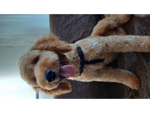Köpeğimiz yeni yuvasını arıyor