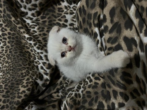 Scottish fold yavru kediler