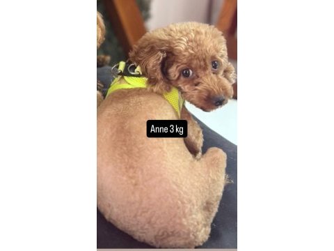 Poodle bebeklerimiz