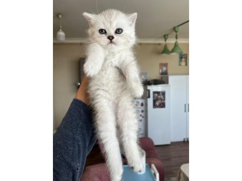 Teslime hazır ponçik kedilerim