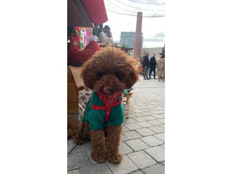 Korea kan red brown poodle 2 yaşında damızlık erkek