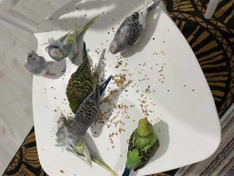 30 günlük yavru ele alışkın muhabbet kuşları