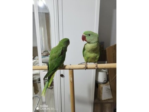3.5 aylık full evcil erkek alexanderlar