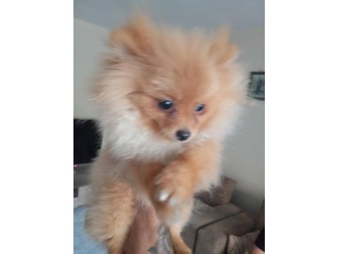 4 aylık pomeranian yer dolayısından vereceğim