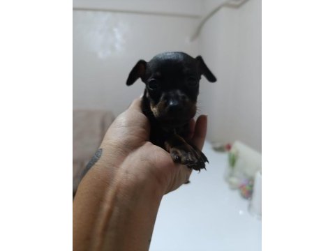 Erkek dişi pinscher yavrularımız