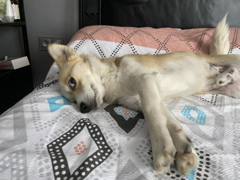 Küçük ırk erkek köpeğim