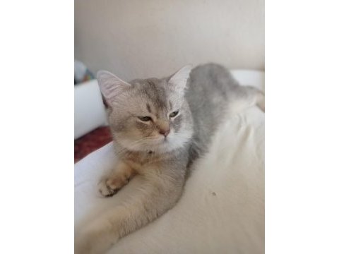 5 buçuk aylık erkek british shorthair silver safkan