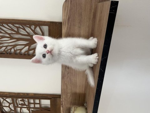 Orjinal ırkta, nadir bulunan bir cins british shorthair