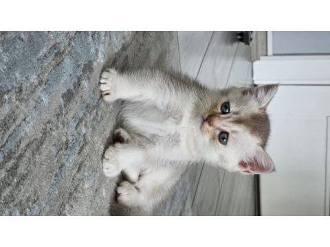 Scottish fold (erkek) 29.04.2024 doğumlu