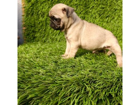 Pug mobs bebekler