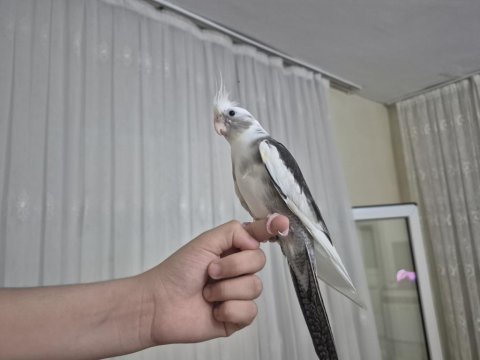 Yarı eğitimli çift sultan papağanı