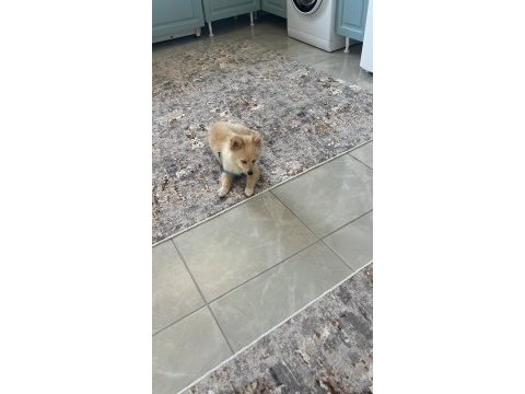 Pomeranian spitz