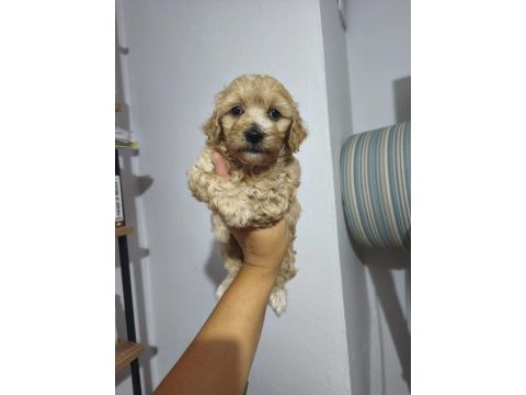 Maltipoo bebekler