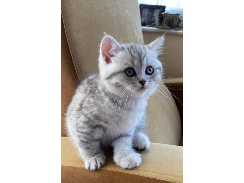 British shorthair yavrular