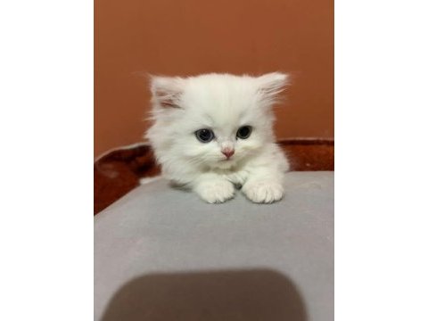 Şecereli baba british longhair point yavrumuz