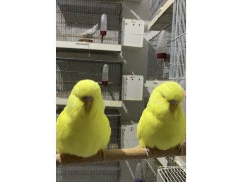 Show jumbo muhabbet kuşu yavrular