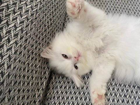 Beyaz british longhair