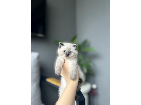 Baby face brıtısh shorthair yavrularım 