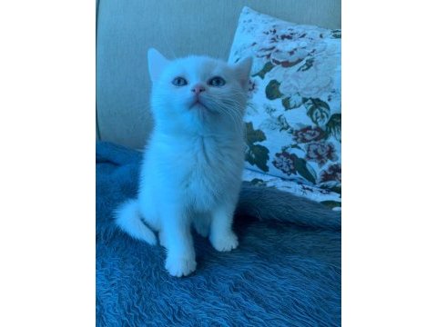 55 günlük erkek yavrulara british longhair