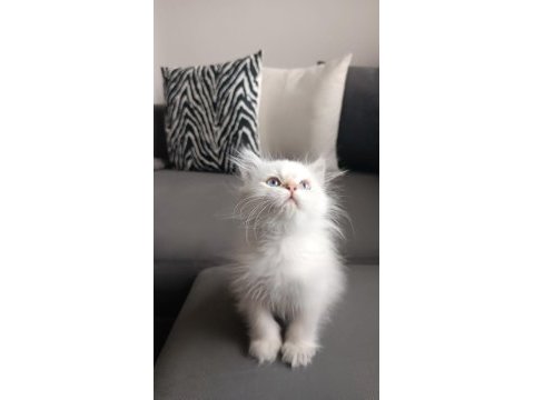 Mükemmel british longhair erkek