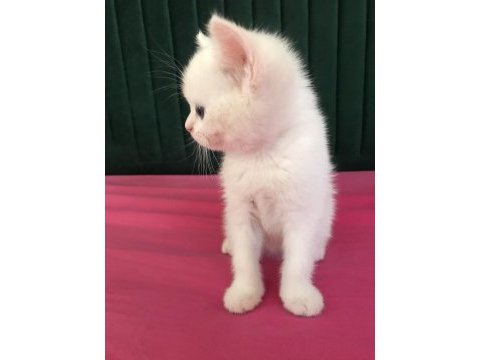 British yavru kedi