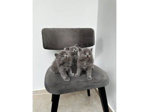 3 adet gri british shorthair yavrular