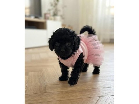 Çok uyguna teacup minik köpekler