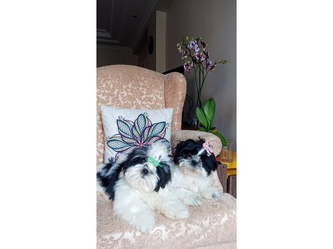 A kalite şecereli shih tzu yavruları