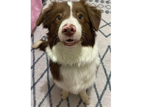 Kahve beyaz eğitimli border collie yavrusu