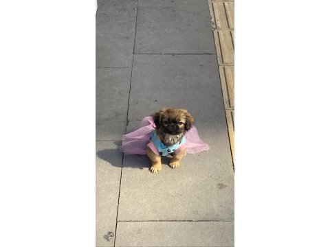Sisi pekinez köpeği