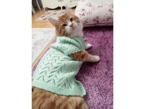 Sarman ev kedisi