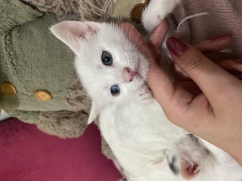 Khoa manee cinsi mia yeni aile arıyor