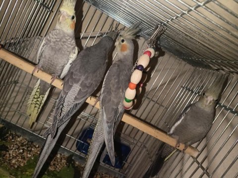 5 adet satılık sultan papağanı