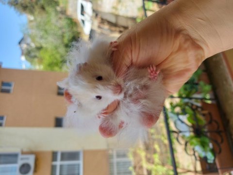 Syrian teddy bear hamster