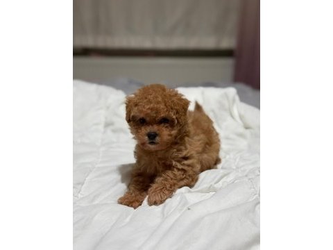 Teddy face poodle 