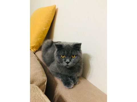 Scottish fold 2 yaşında