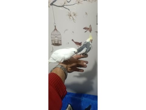 Takım veya tekleme olarak sultan papağanı yardımcı olurum