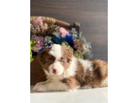 Border collie