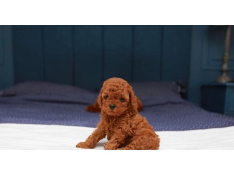 Evde baktığımız kendi yavrularımız toy poodle