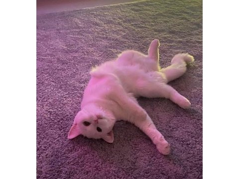Beyaz british shorthair prenses
