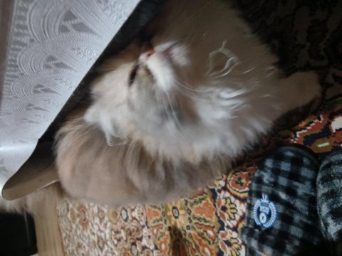 İran kedisi chinchilla