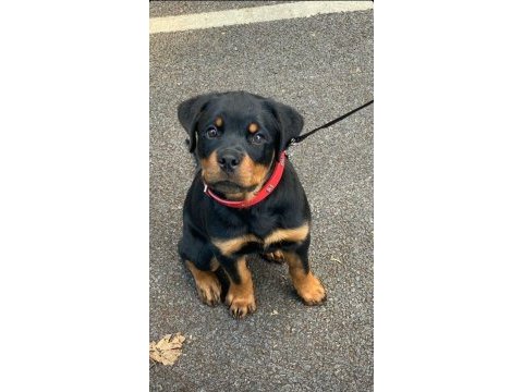 Orjinal rottweiler yavrumuz