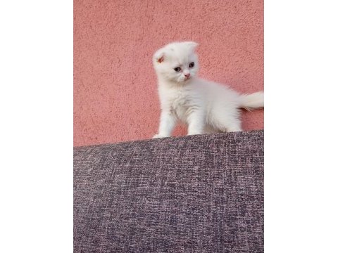 Uygun bayram şekerleri kediler