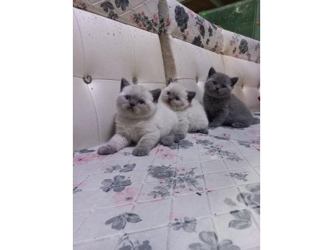 Anne baba yurt dışı kediler formlar muazzam