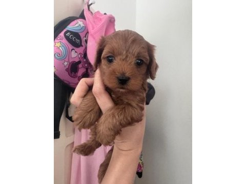 0 numara teacup maltipoo bebekler hazır
