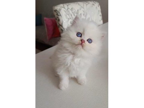 Safkan british dişi erkek bebekler