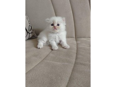 British longhair blue point