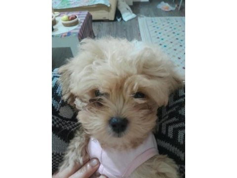 7 aylık yavrumuz için bilgi tel no üzerinden poodle