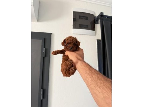 Korea toy poodle gerçek orjinal yavrular