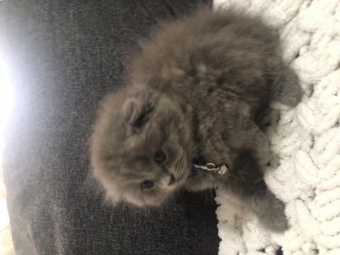 Saf kan scottish fold longhair yavrularım yuva arıyor